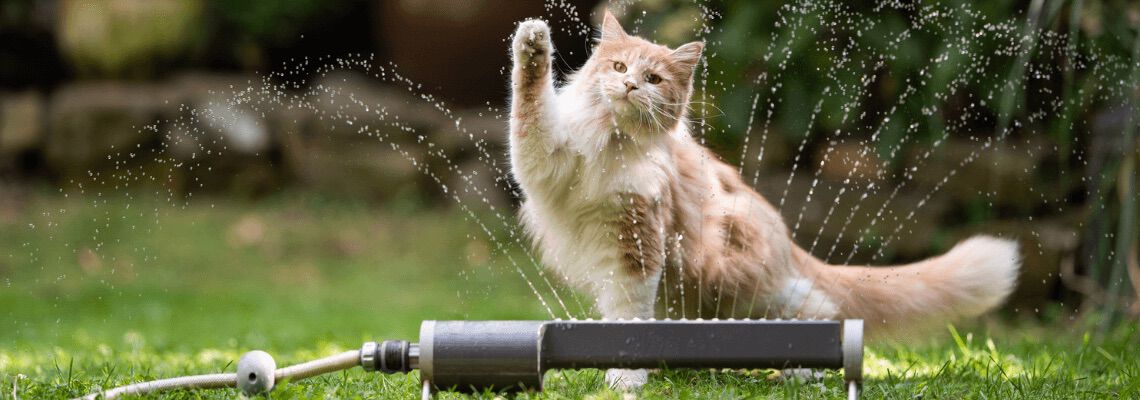 [paste advice page name here]